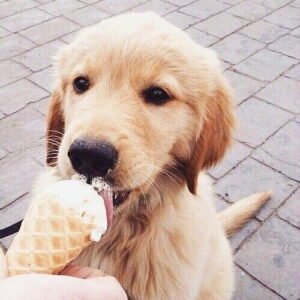 Molde de Helado casero para perro